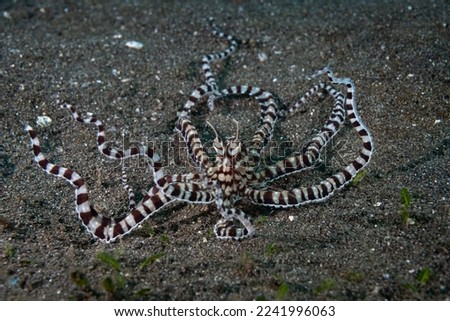 Mimic Octopus Thaumoctopus mimicus, Lembeh Indonesia Royalty-Free Stock Photo #2241996063
