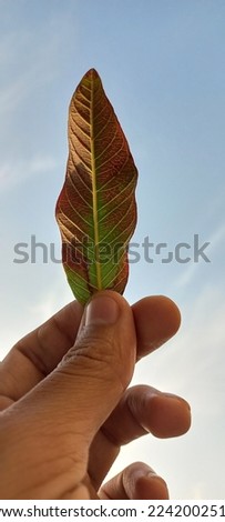 beautiful picture of a leaf and blue sky
