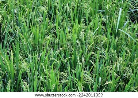 Rice field plants for background