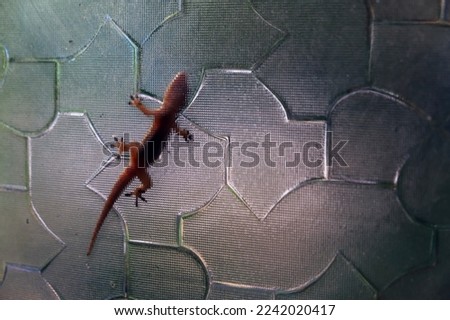 Lizard crawling on the window. Silhouette of Flat-Tailed House Gecko outside plastic window. Tropical wildlife.