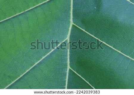 Green Teak leaf with beautiful natural pattern. 