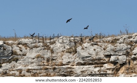 Steep rocks inhabited by wild pigeons
