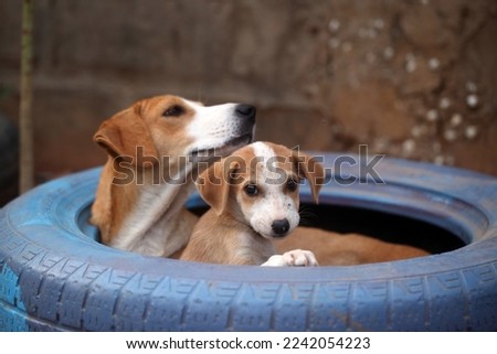 animal closeup - photography of a gambian street dog with brown and white puppy, sitting inside a blue and purple painted car tire, outdoors on a sunny day, in the Gambia, Africa