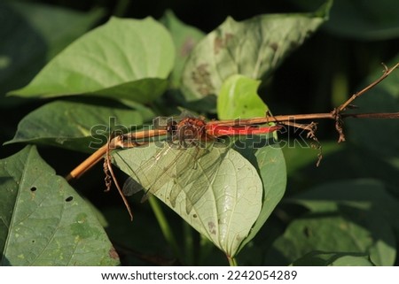 Dragonflies or sibar-sibar are a group of insects that belong to the Odonata nation. These two types of insects are seldom far from water, where they lay their eggs and spend their pre-adult young