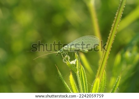 Detailed closeup on a common green lacewing, Chrysoperla carnea, sitting in the vegetation Royalty-Free Stock Photo #2242059759