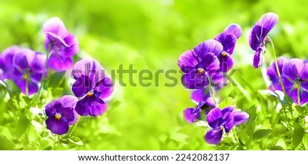 blossoming violas Flowers close up, floral blurred natural background. Beautiful purple pansies in garden. spring, Summer season. fresh gentle flowering nature image. template for design. copy space