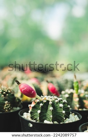 Beautiful cactus in pot , in the garden