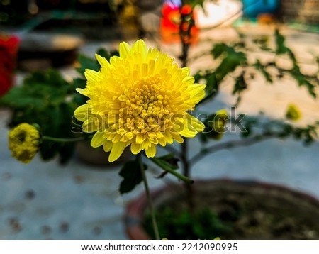 Full Sun Exposure Yellow Aishwarya 2 Chrysanthemum Plants, also known as shevanti, in telugu chamanthipuvvu flower, also called ChandraMallika in Bengali language hervested countryside of Bangladesh