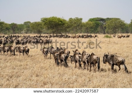 Herds of wildebeest migrating across the dry Serengeti nature reserve, Tanzania, looking for water. Royalty-Free Stock Photo #2242097587