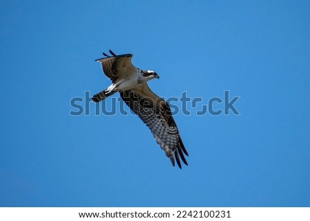 beautiful  osprey flying fishing with nice blue sky background
