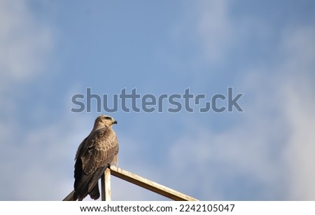 A closeup selective focus Picture of Kite or Eagle sitting against blue Sky on a Sunny day
