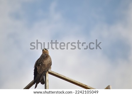 A closeup selective focus Picture of Kite or Eagle sitting against blue Sky with neck turned around completely.