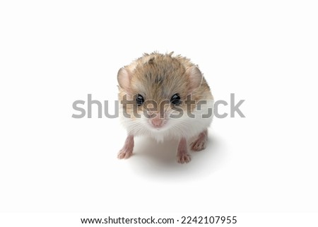 Baby gerbil fat tail on isolated background, Cute baby garbil fat tail closeup on white background