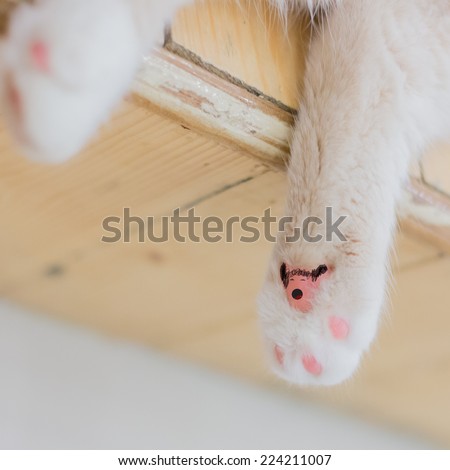 Close-up of cat paw with claws out.,Art paint on Little fluffy kitten's paw