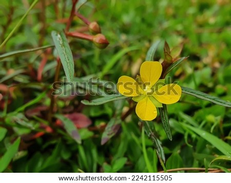 Selective focus of yellow flower among green leaves background 