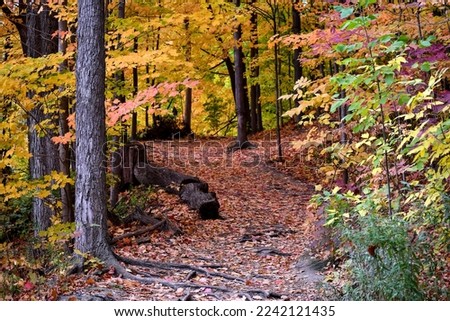 beautiful colorfull autumn forest landscape in canada
