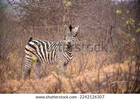 Single zebra standing and looking at camera with Southern Black Flycatcher on it's back, Greater Kruger, South Africa