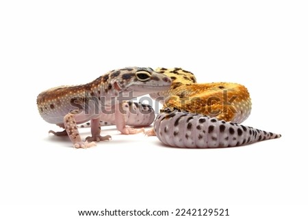 a pair of Eublepharis macularius red stripe closeup on isolated background,  Leopard gecko "eublepharis macularius" on isolated background