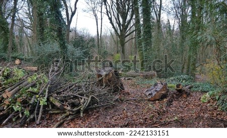 Wood cut, tree uprooted, moss growing everywhere, degradation of nature, log, assembly of piles of wood, in the forest, in a natural humid environment, brown and wet wood, in nature