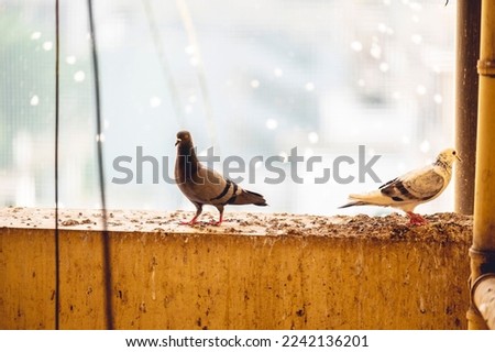 A closeup shot of two Homing pigeons on the edge of a balcony shot from the inside