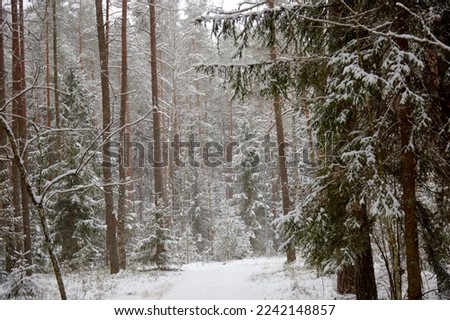 Spruce and pine forest after a snowfall on a cold winter day, selective focus. High quality photo