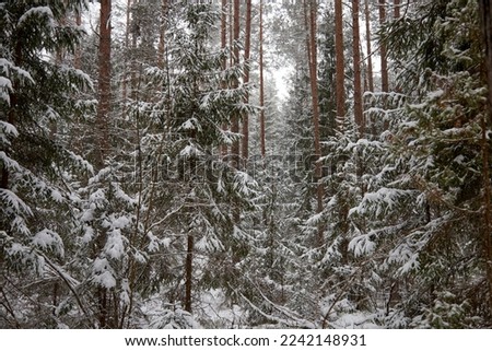 Spruce forest after a snowfall on a cold winter day, selective focus. High quality photo