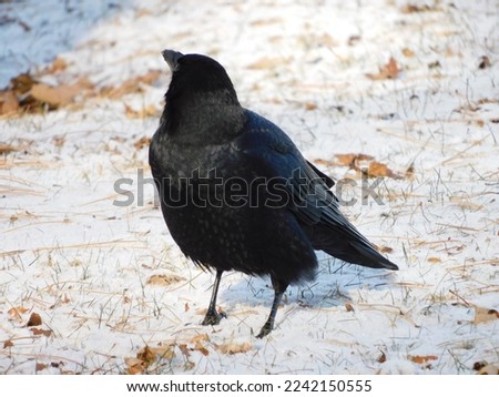 the beautiful crows of my town