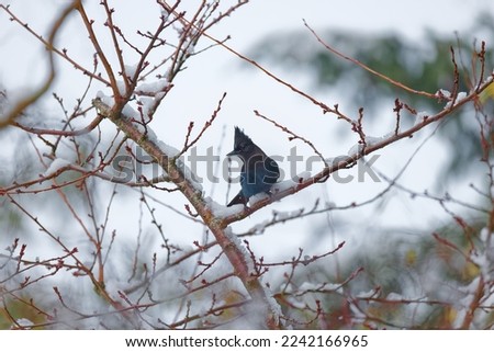 Steller's Jay perched on a tree branch covered in snow in Puyallup, Washington.