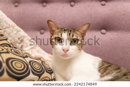 tabby cats sitting on the sofa and looking at camera