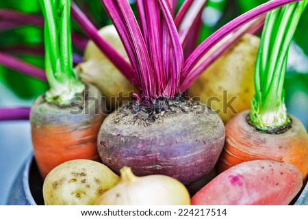 Still life of of vegetable Root crop Royalty-Free Stock Photo #224217514