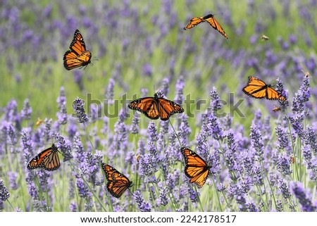 A group of monarch butterflies pollinating lavender in a field on an early summer day the North Fork of Long Island, New York