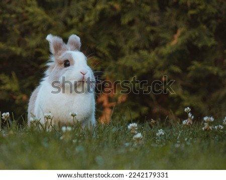 rabbit sitting and eating gras