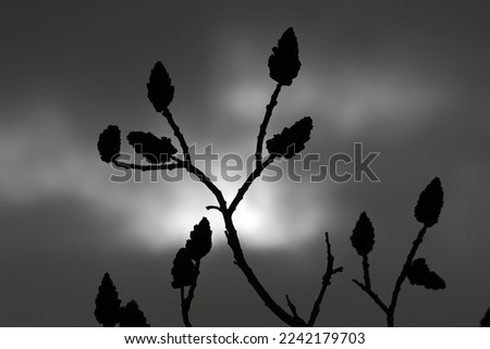 Branch over obscured sky with cloud in background