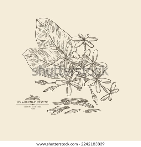Background with holarrhena pubescens: holarrhena pubescens plant, leaves and holarrhena pubescens flowers. Cosmetic, perfumery and medical plant. Vector hand drawn illustration