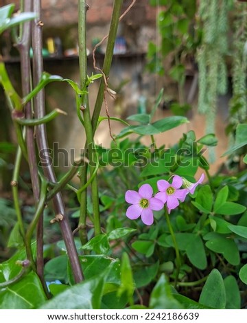 several plants with many green leaves with branches some flowers in lilac color illuminated by sunlight during the day with several plants hanging in the background next to a brown wall