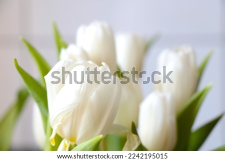 A flowering bouquet of white tulips. Congratulations on the holiday, selective focus
