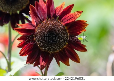 Close up of a red sun sunflower(helianthus annuus) head Royalty-Free Stock Photo #2242196031