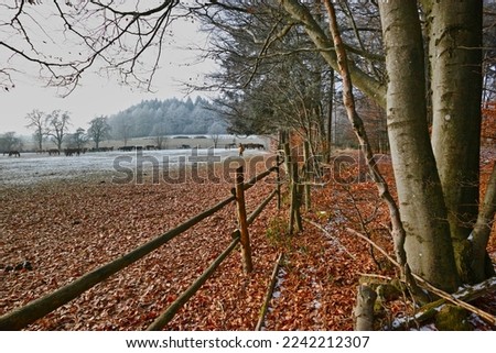 mares and foals on frozen field in Weissbach in the forest of Odes in Baden in Germany  