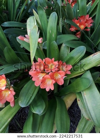 Clivia pictures tooks in mediterranean gardens with flowers blooming in green outdoor spaces, pink or orange flower in bloom