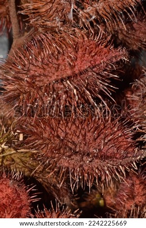 The fruit pods of Annatto or roucou or achiote scientifically known as Bixa orellana.
