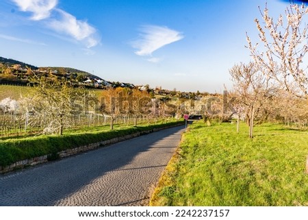 Blooming almond trees in Rhineland Palatinate (German Wine Street) Royalty-Free Stock Photo #2242237157