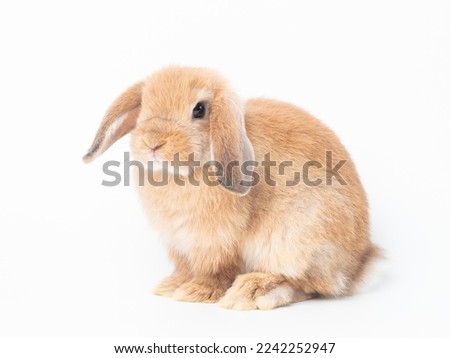 Orange baby holland lop rabbit sitting on white background. Lovely action of holland lop rabbit. Royalty-Free Stock Photo #2242252947