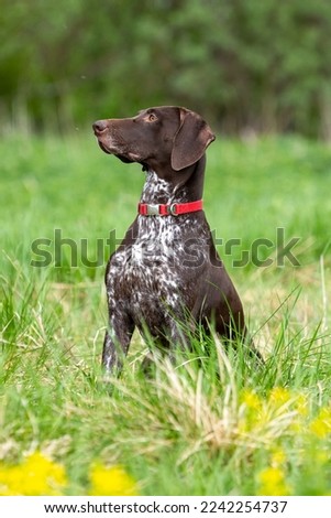Hunting dog German smooth-haired hound sits in high grass in a field on a green lawn Royalty-Free Stock Photo #2242254737