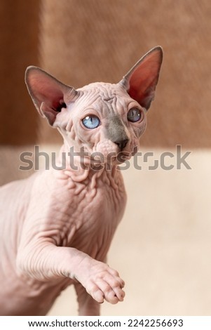 Sphynx Hairless cat with raised paw on checkered beige and brown background. Cute kitten of blue mink and white color, 4 months old, looking away with blue eyes. Home shot. Concept of adorable cats. Royalty-Free Stock Photo #2242256693