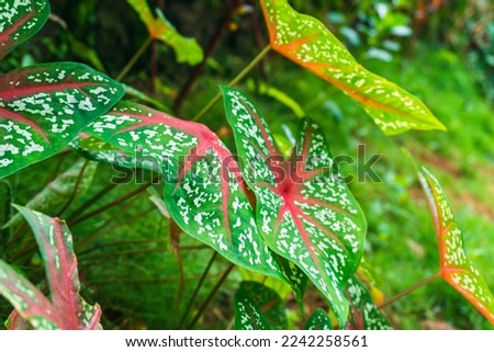 Close-up Capture: Sri Rejeki ornamental plant (Dieffenbachia).  Ornamental plant with unique green, red, and white colors.  Rare plants. Beautiful Red List Color. Royalty-Free Stock Photo #2242258561