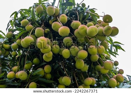 Mango Fruits are Ripening on mango tree orchard in Brazil pomar de árvores