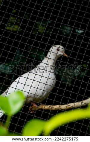 A collared dove (Streptopelia decaocto) sitting in a cage