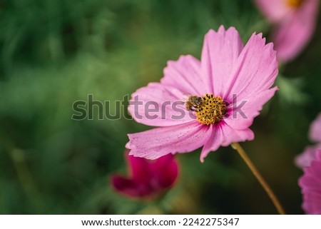 Close up bees eating pollen on cosmos flowers, blooming in garden. Colorful cosmos flowers in spring morning. Cosmos flowers at the farm sunrise morning. Wallpaper, copy space. Animals life concept.