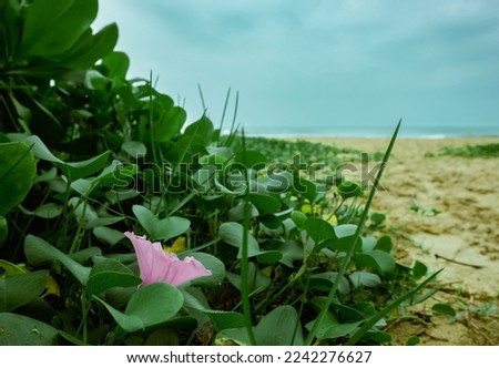 Beautiful purple flowers on the beach
