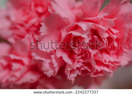 Pink carnation buds with shiny petals. Gentle festive background